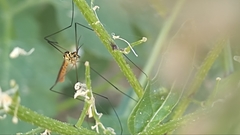 Nephrotoma flavescens