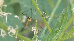 Nephrotoma flavescens