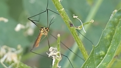 Nephrotoma flavescens