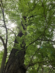 Gleditsia triacanthos