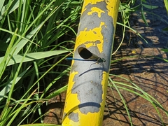 Calopteryx splendens