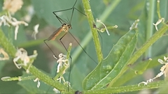 Nephrotoma flavescens