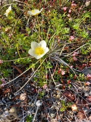 Sieversia pusilla