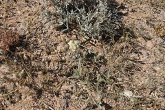 Astragalus laguroides