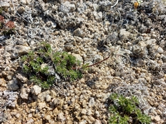 Pulsatilla magadanensis