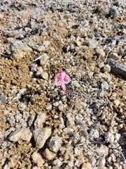 Dicentra peregrina