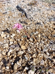 Dicentra peregrina