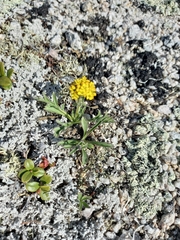 Patrinia sibirica