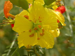 Parkinsonia aculeata