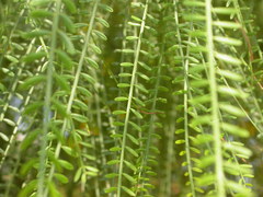 Parkinsonia aculeata