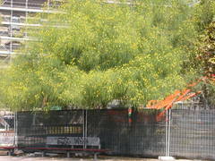 Parkinsonia aculeata