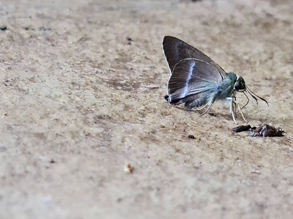 Common Banded Awl from Pisaware Madhyamik Vidyalaya, Pisaware on June ...