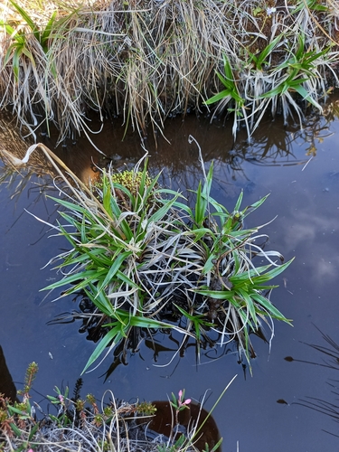 Scirpus maximowiczii iNat (2)