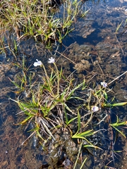 Pinguicula spathulata