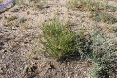Allium polyrhizum