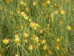 Parkinsonia aculeata
