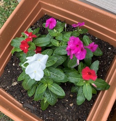 Catharanthus roseus