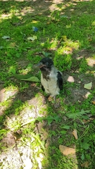 Corvus cornix