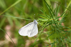 Dismorphiinae