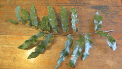 Cupaniopsis newmanii