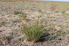 Allium polyrhizum