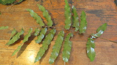 Cupaniopsis newmanii