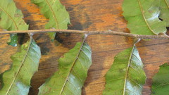 Cupaniopsis newmanii