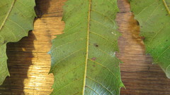 Cupaniopsis newmanii