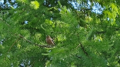 Fringilla coelebs