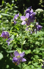 Polemonium caeruleum