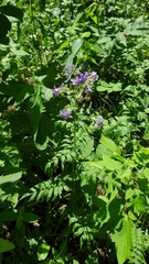 Polemonium caeruleum