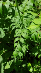 Polemonium caeruleum
