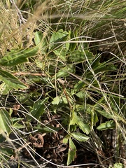 Searsia carnosula
