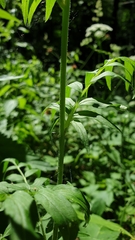 Polemonium caeruleum
