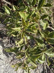 Searsia carnosula