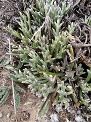 Euryops othonnoides