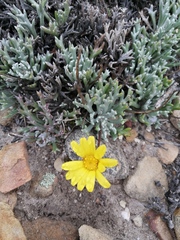 Euryops othonnoides