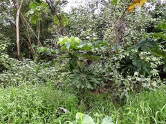 Cecropia pachystachya