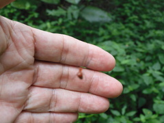 Argyrodes flavescens