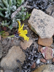 Euryops othonnoides