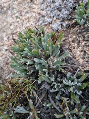 Euryops othonnoides