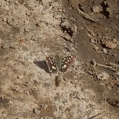 Spialia diomus