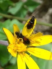 Divales bipustulatus