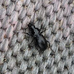 Pterostichus madidus