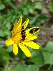 Divales bipustulatus