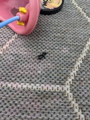 Pterostichus madidus