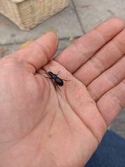 Pterostichus madidus