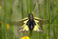 Libelloides coccajus