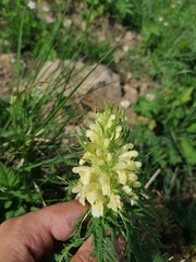 Pedicularis foliosa