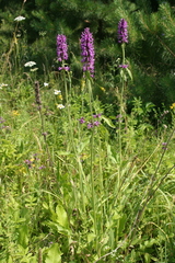 Betonica officinalis